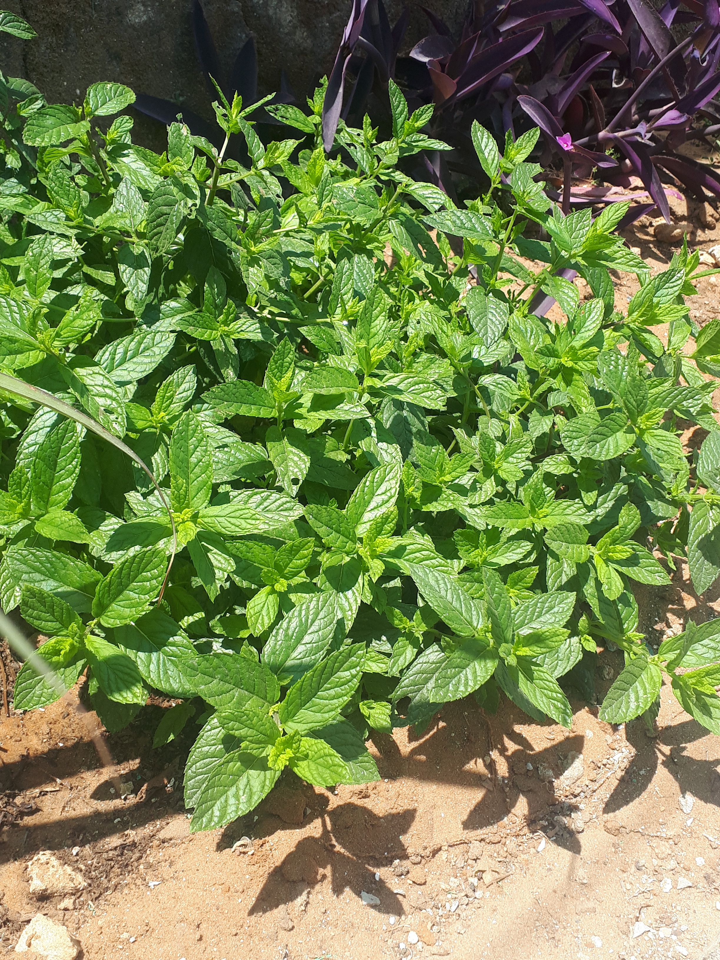 Detail image , , , , 