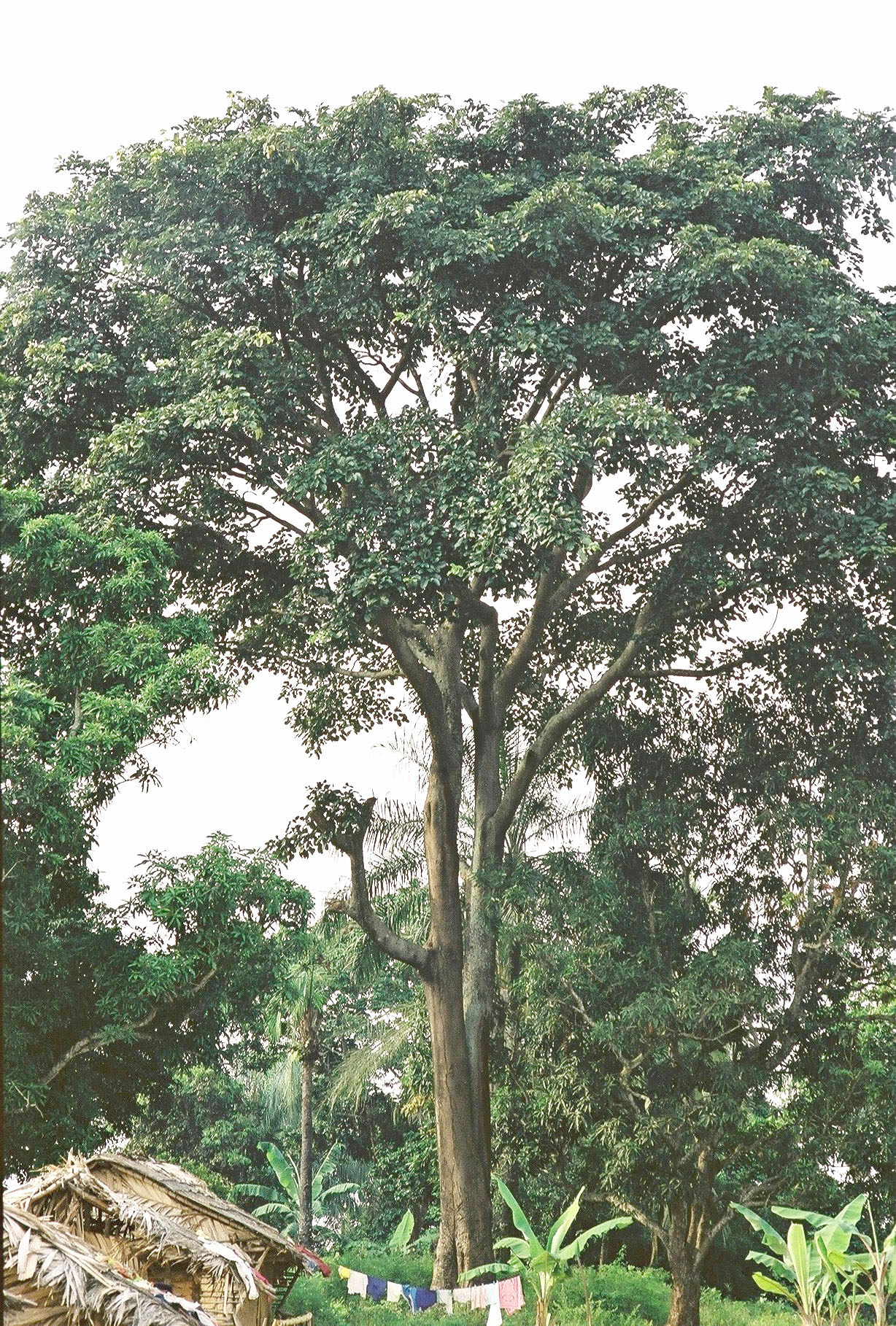 Detail image , , , , 