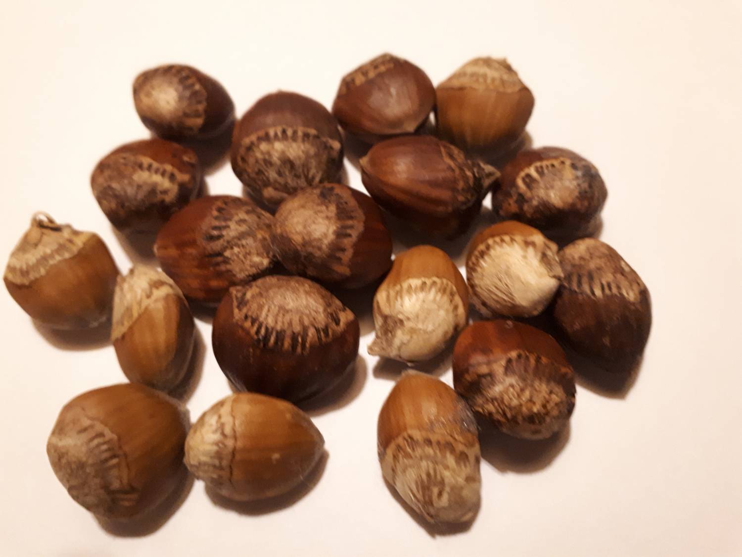 - Unknown species- - - Unknown -