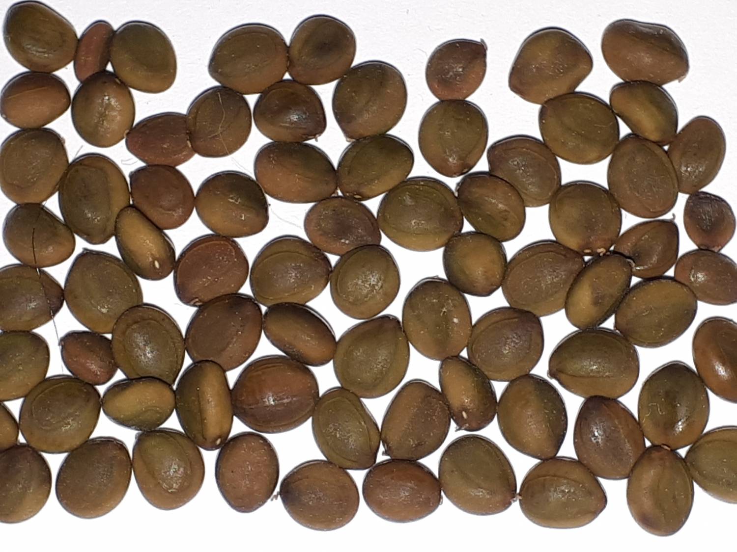 Acacia farnesiana - Sweet acacia