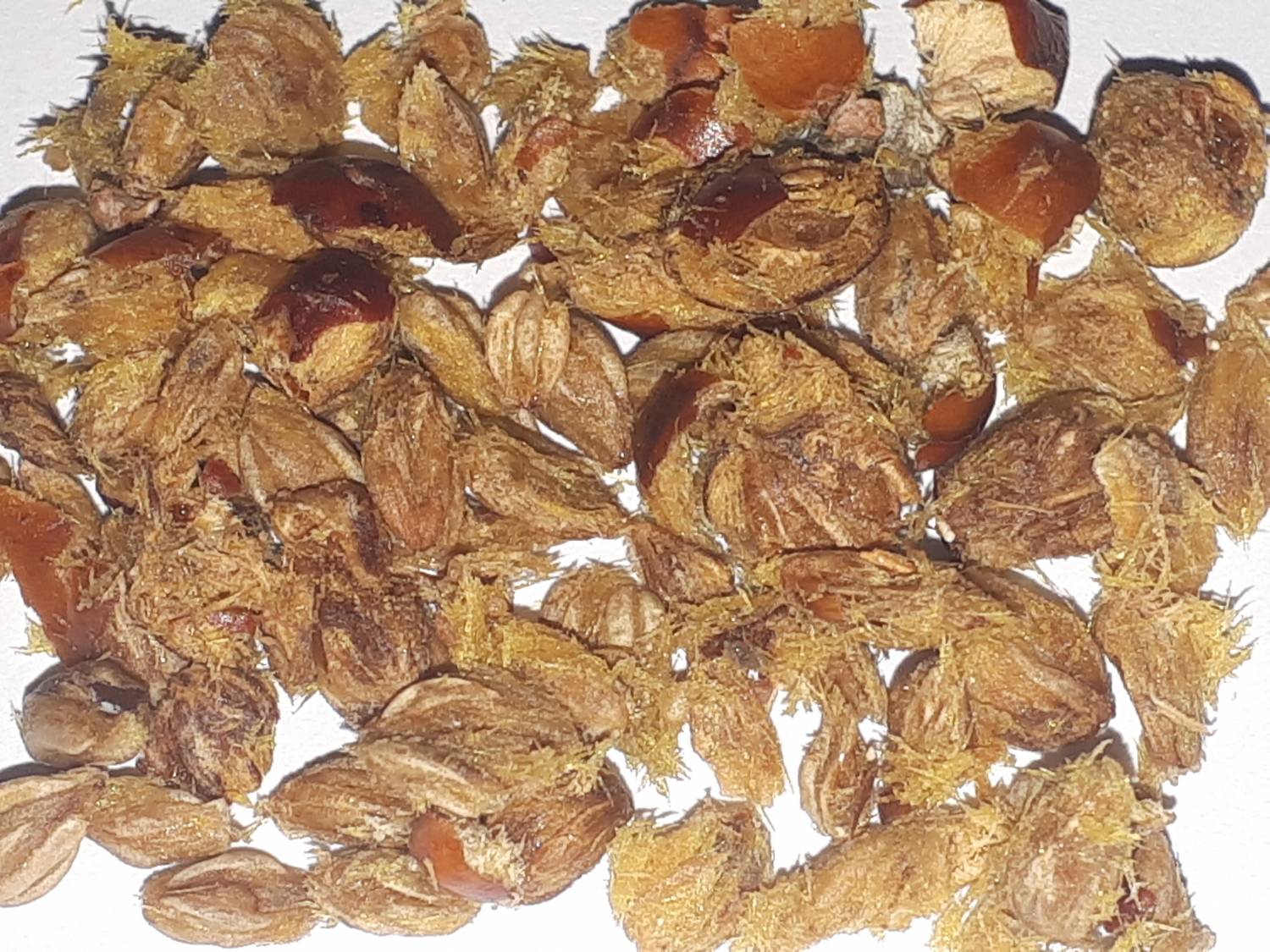 Juniperus phoenicea - Phoenician juniper