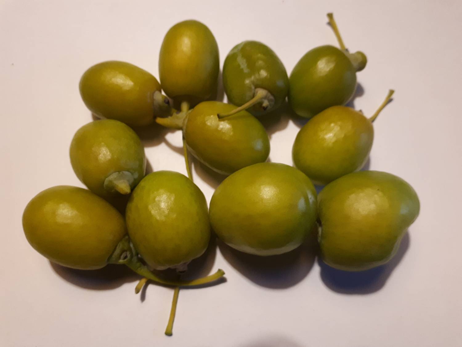 Ginkgo biloba - Maidenhair tree