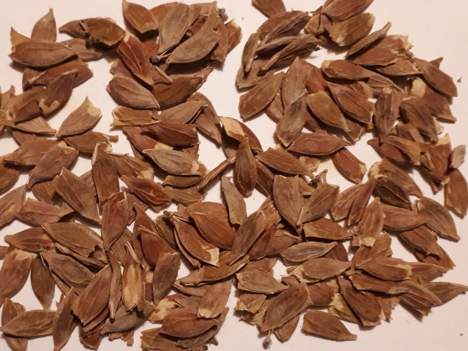 Acer capillipes - Kyushu maple