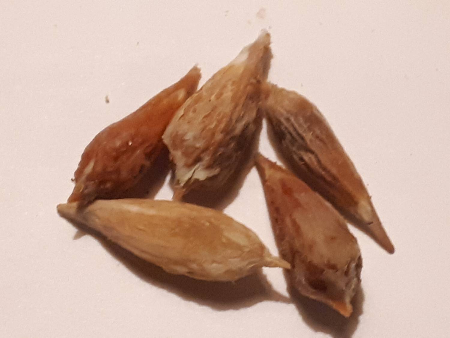 Ziziphus jujuba - Jujube