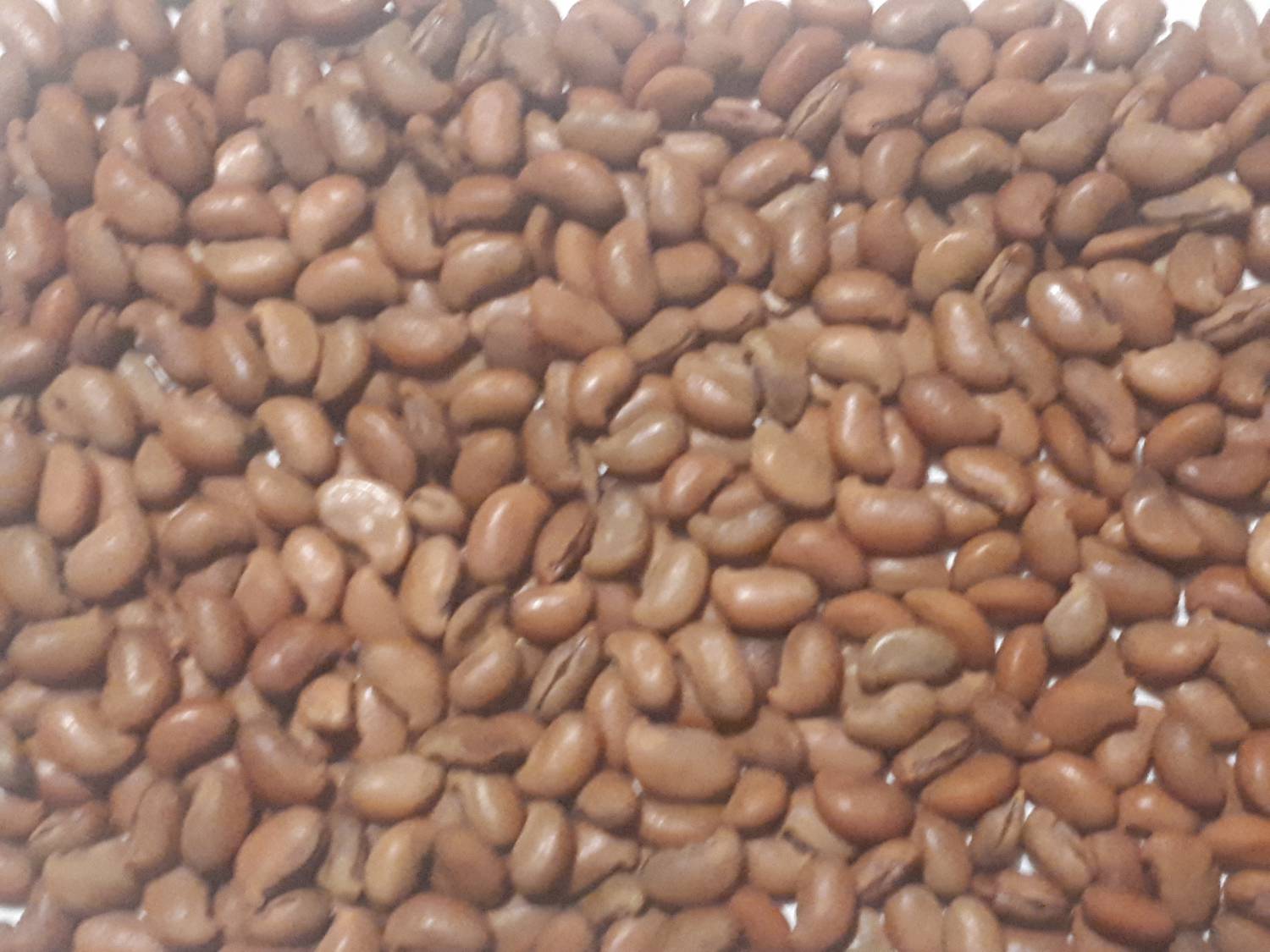 Maackia chinensis - Chinese maackia