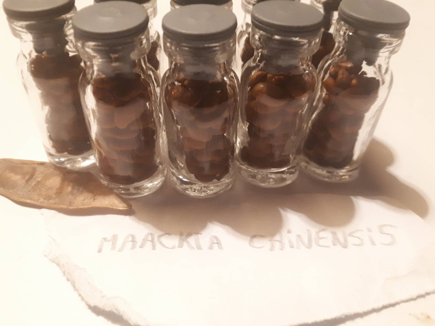 Maackia chinensis - Chinese maackia