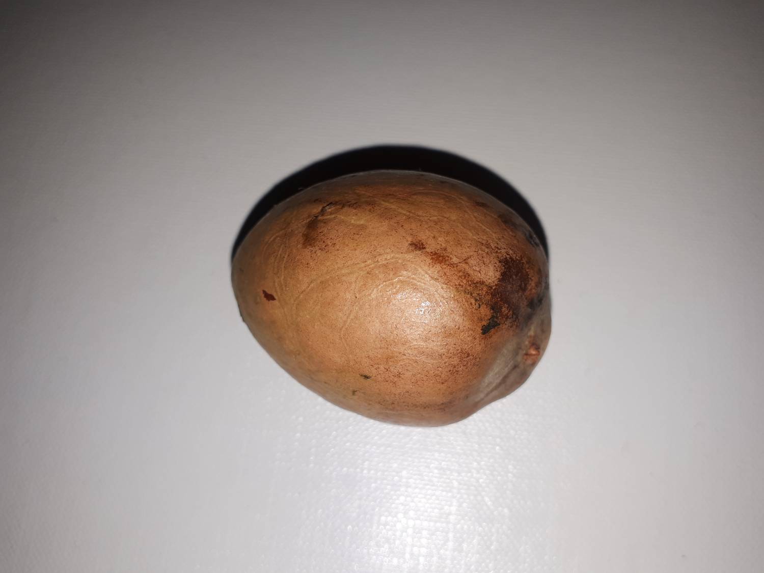 Persea americana - Avocado tree