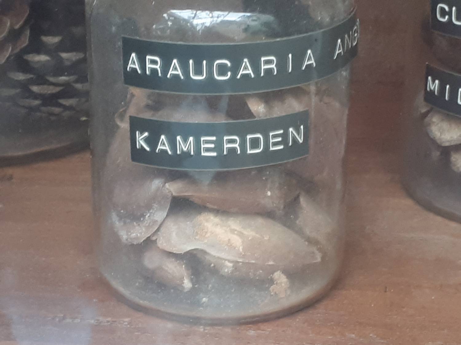 Araucaria angustifolia - Candelabra tree