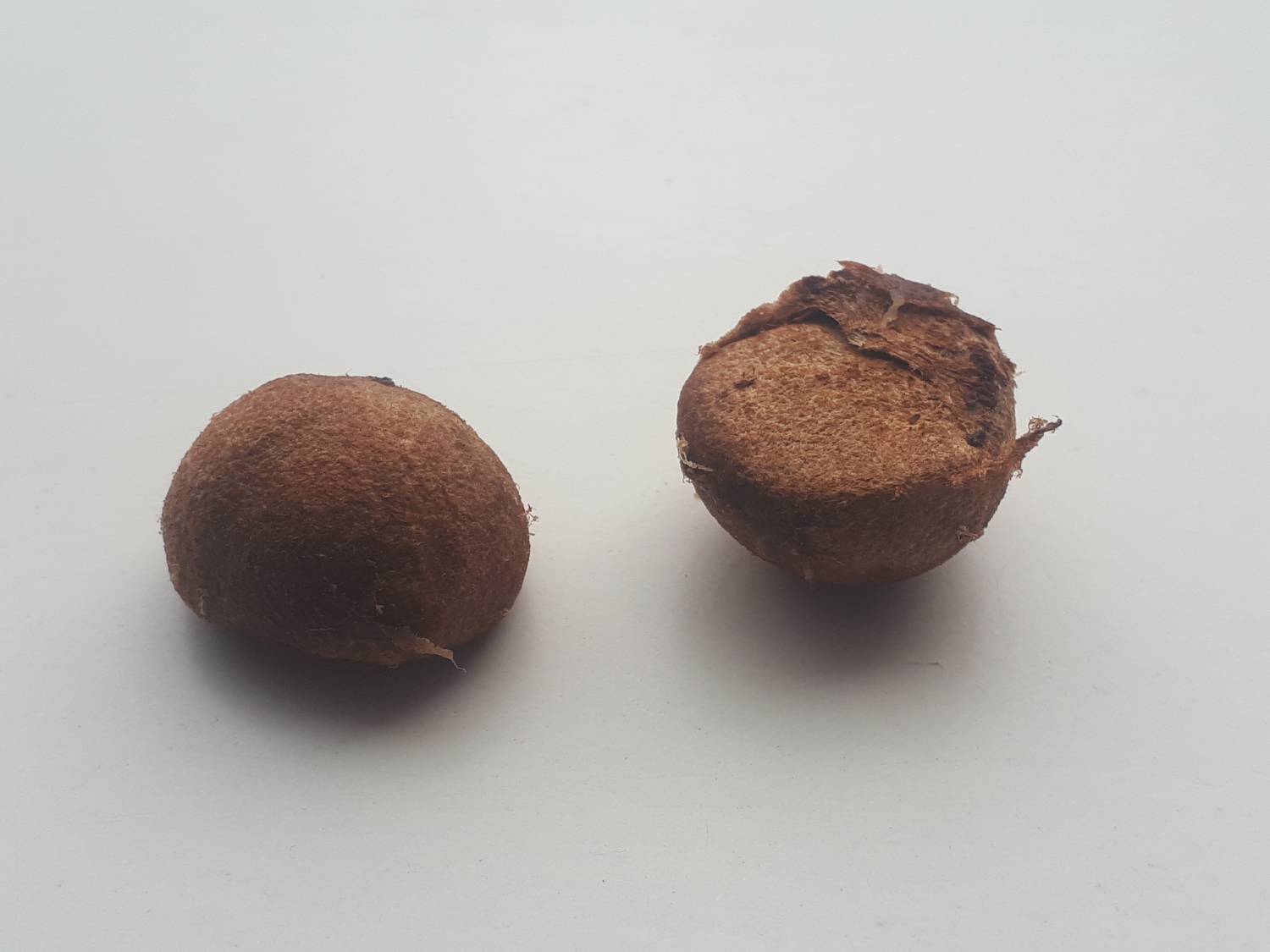 Syzygium smithii - Satinash