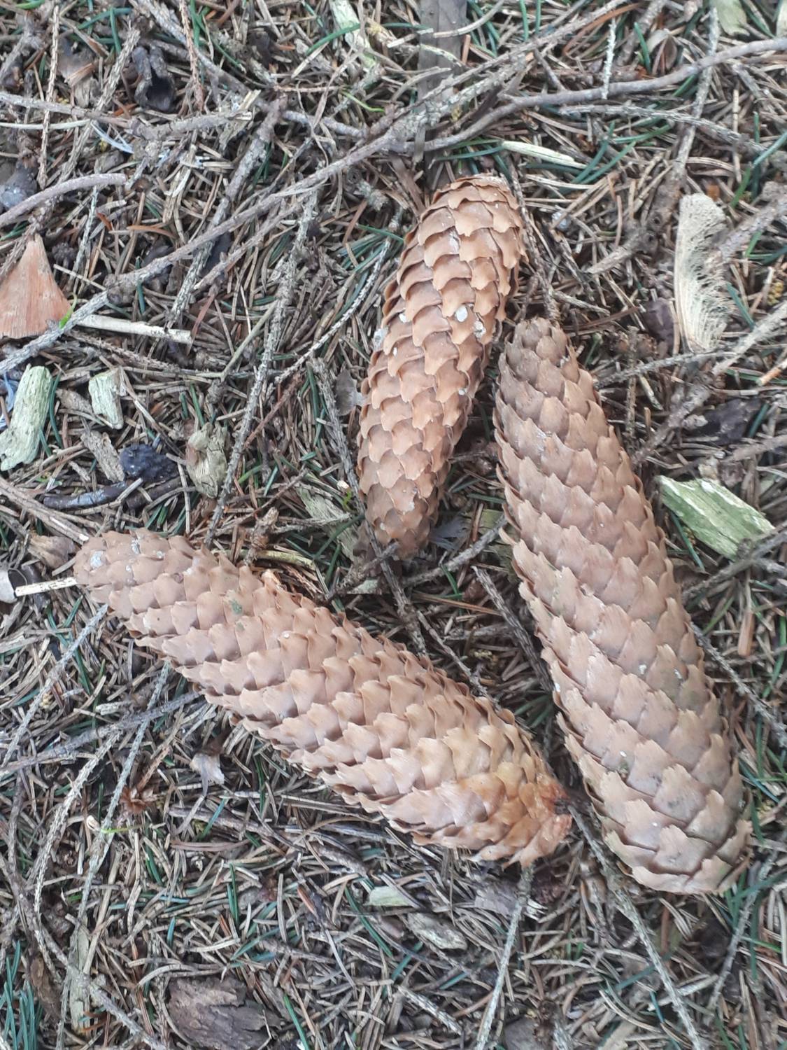 Picea abies - Norway spruce