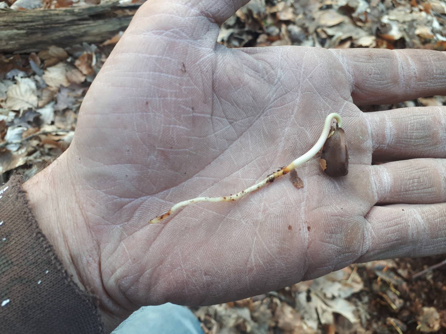 Fagus sylvatica - European beech