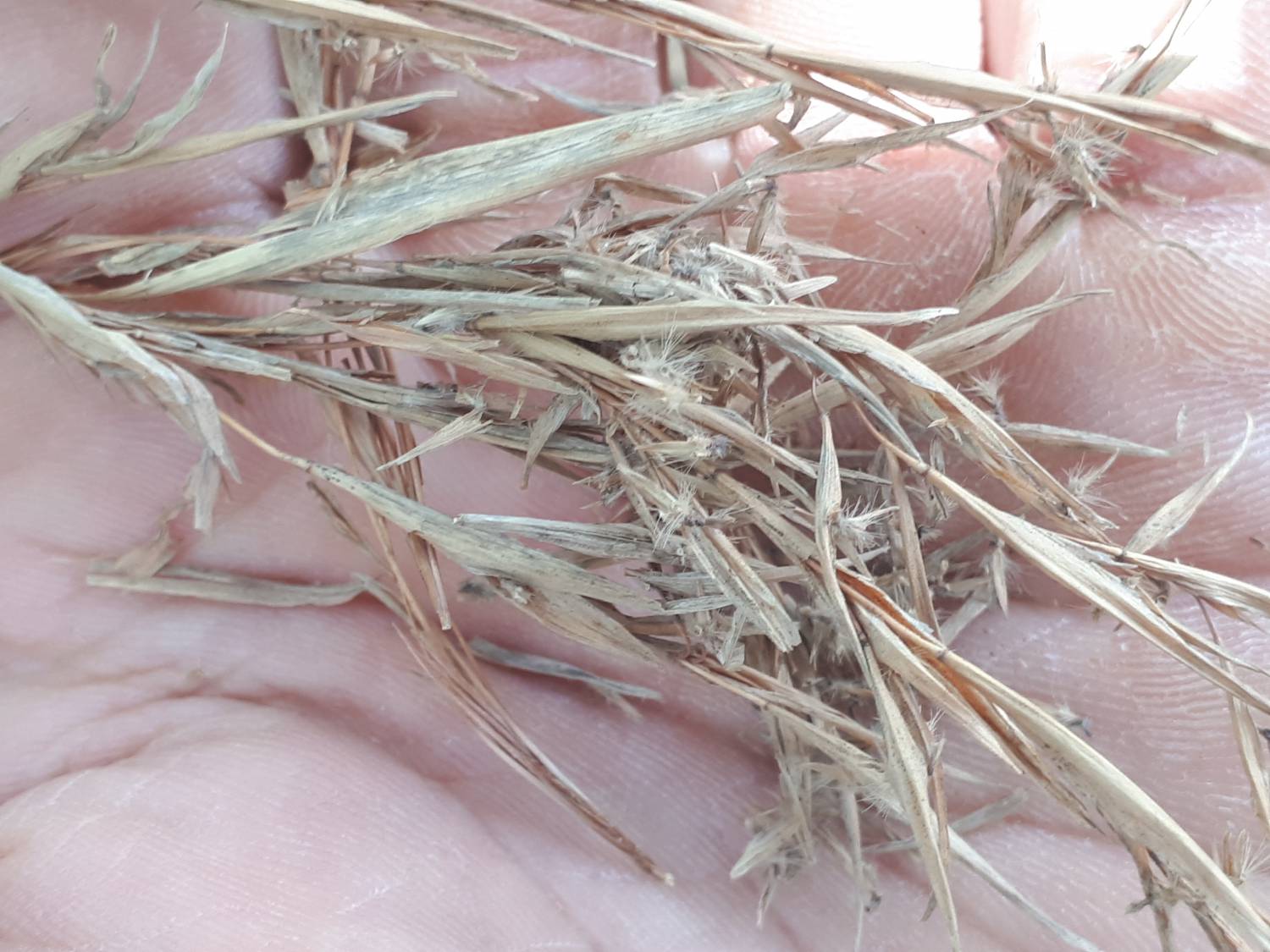 Cymbopogon citratus - Lemon grass