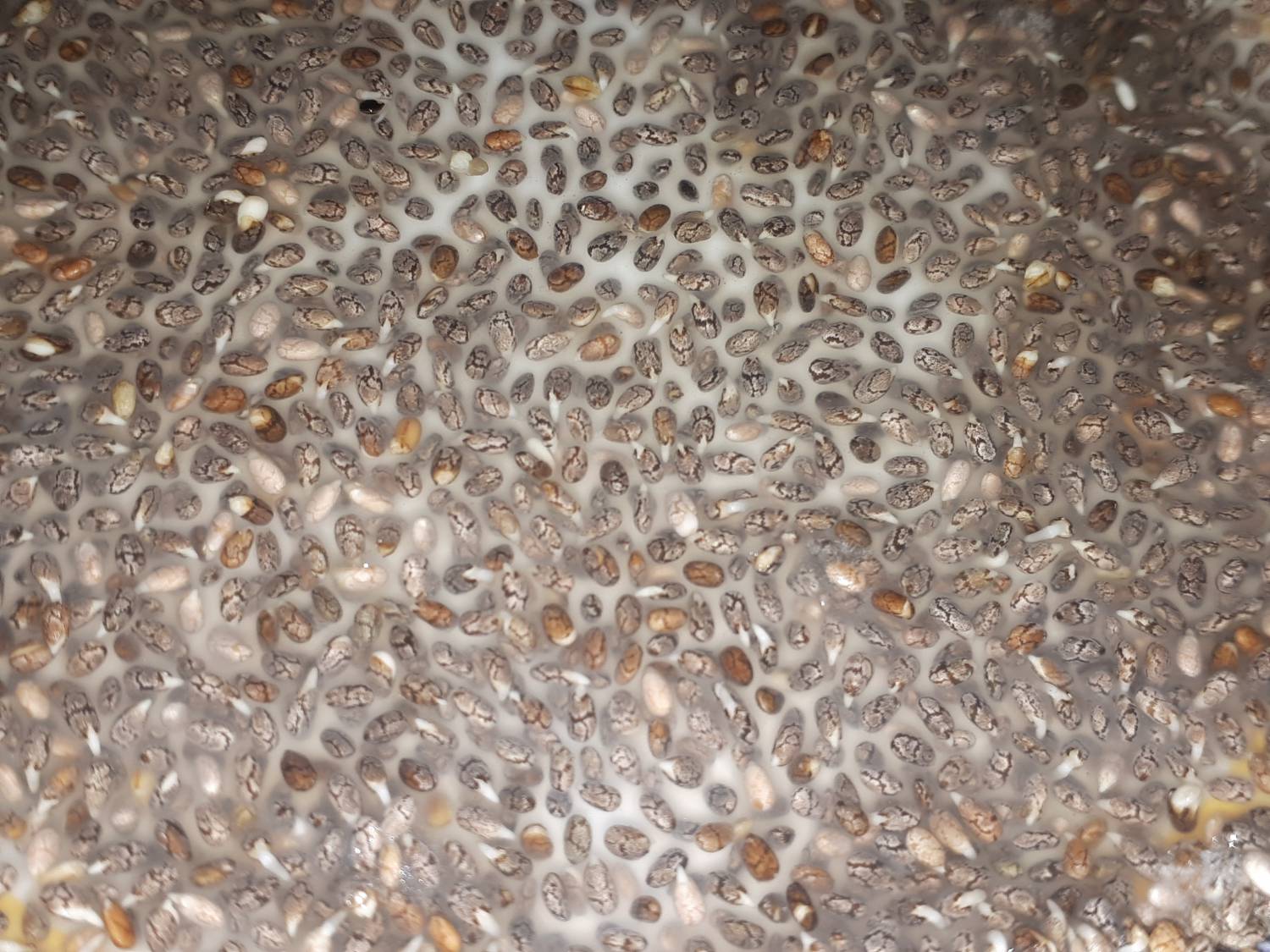 Salvia hispanica - Chia