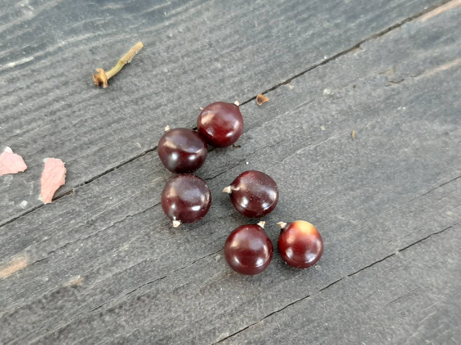 Bulnesia arborea - Maracaibo verawood