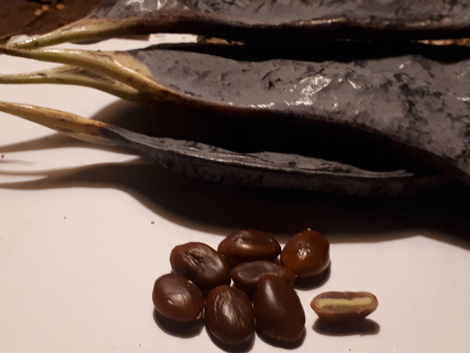 vertical photo Kentucky seed test, 