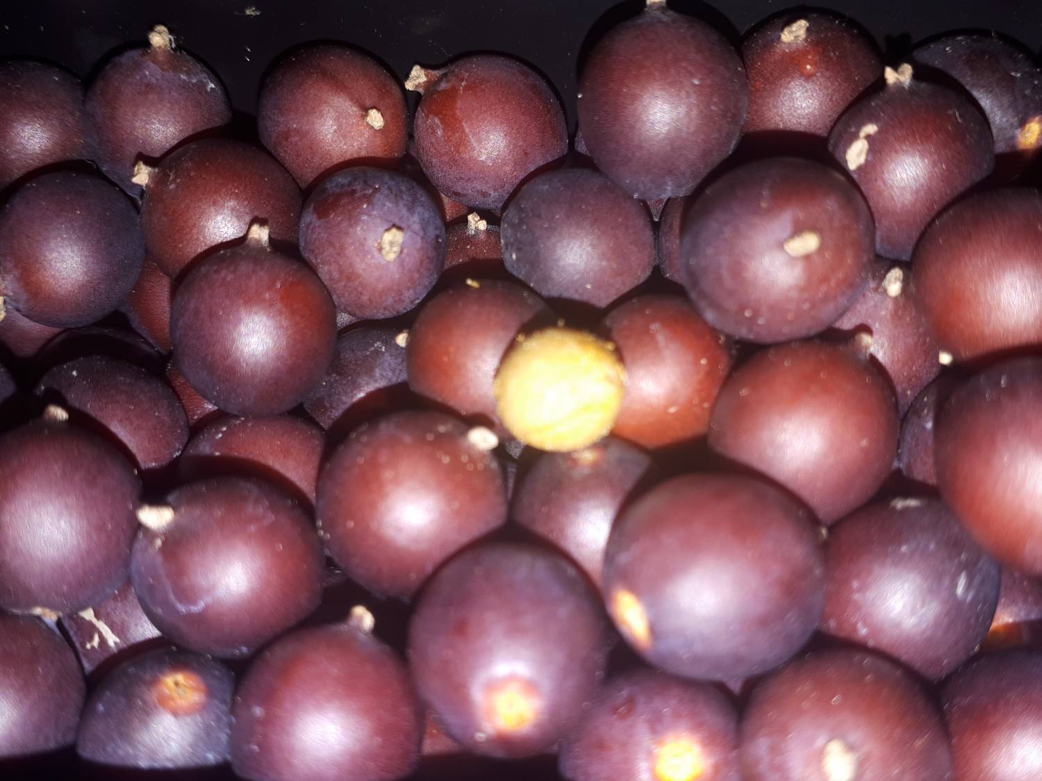 Celtis jessoensis - Jesso hackberry