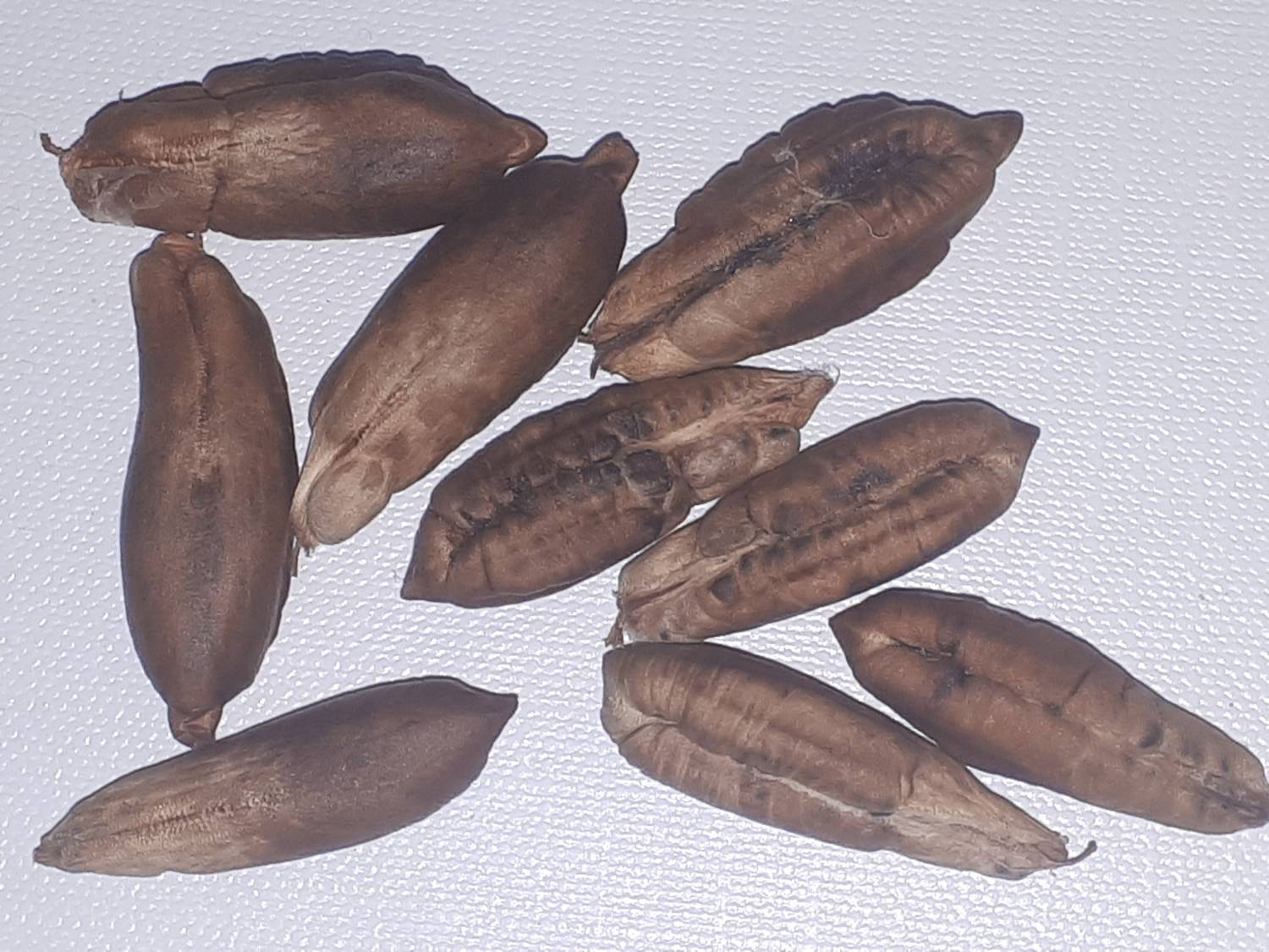 Phoenix dactylifera - Date palm