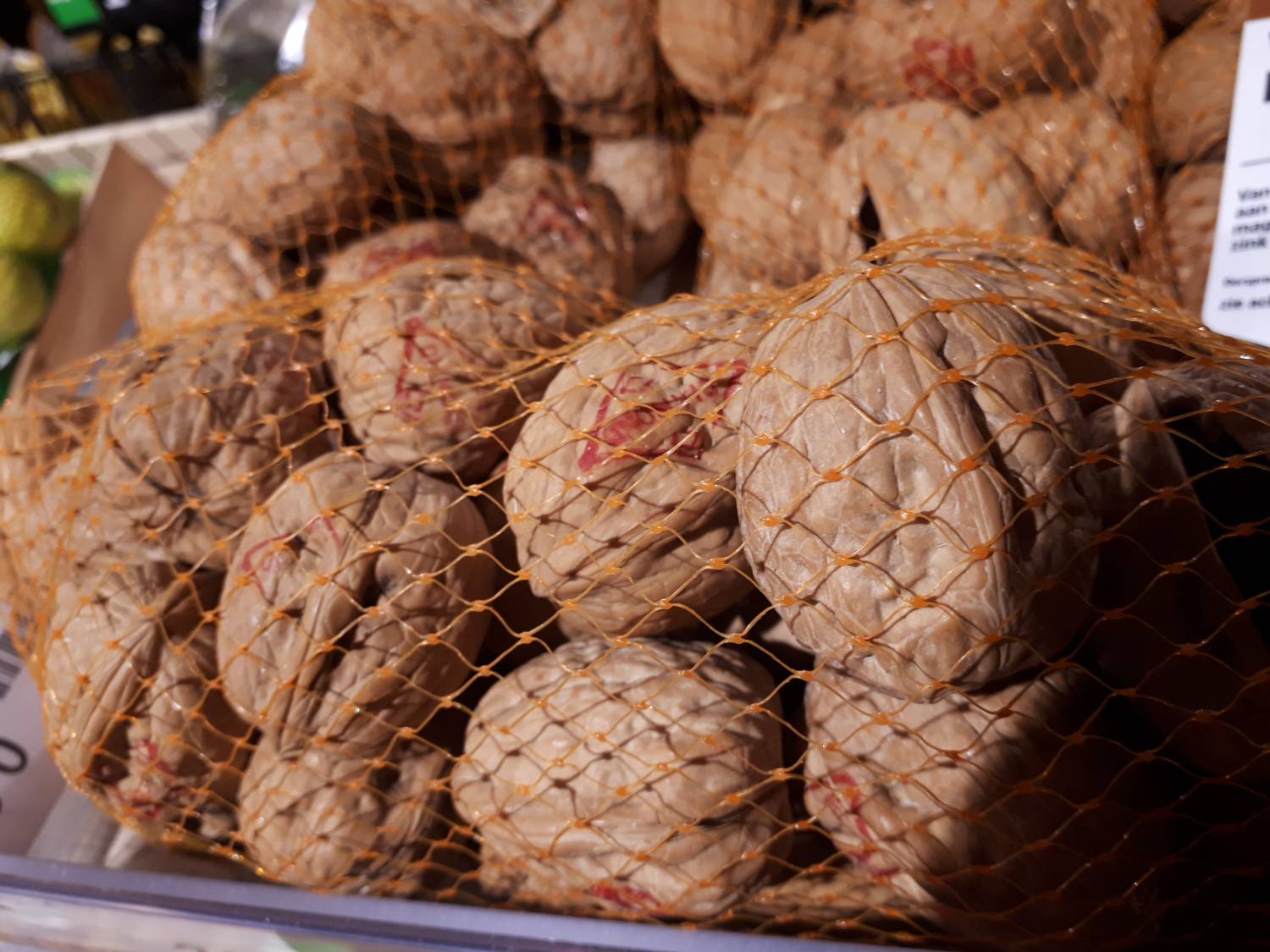 Juglans regia - Walnut