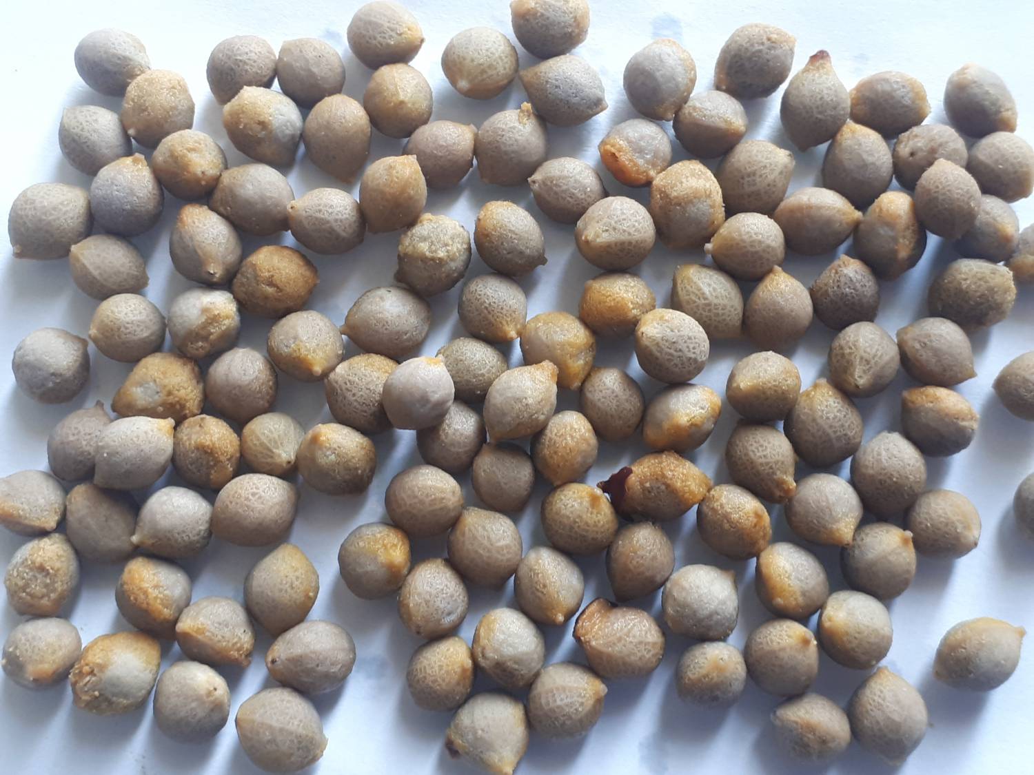 Celtis jessoensis - Jesso hackberry