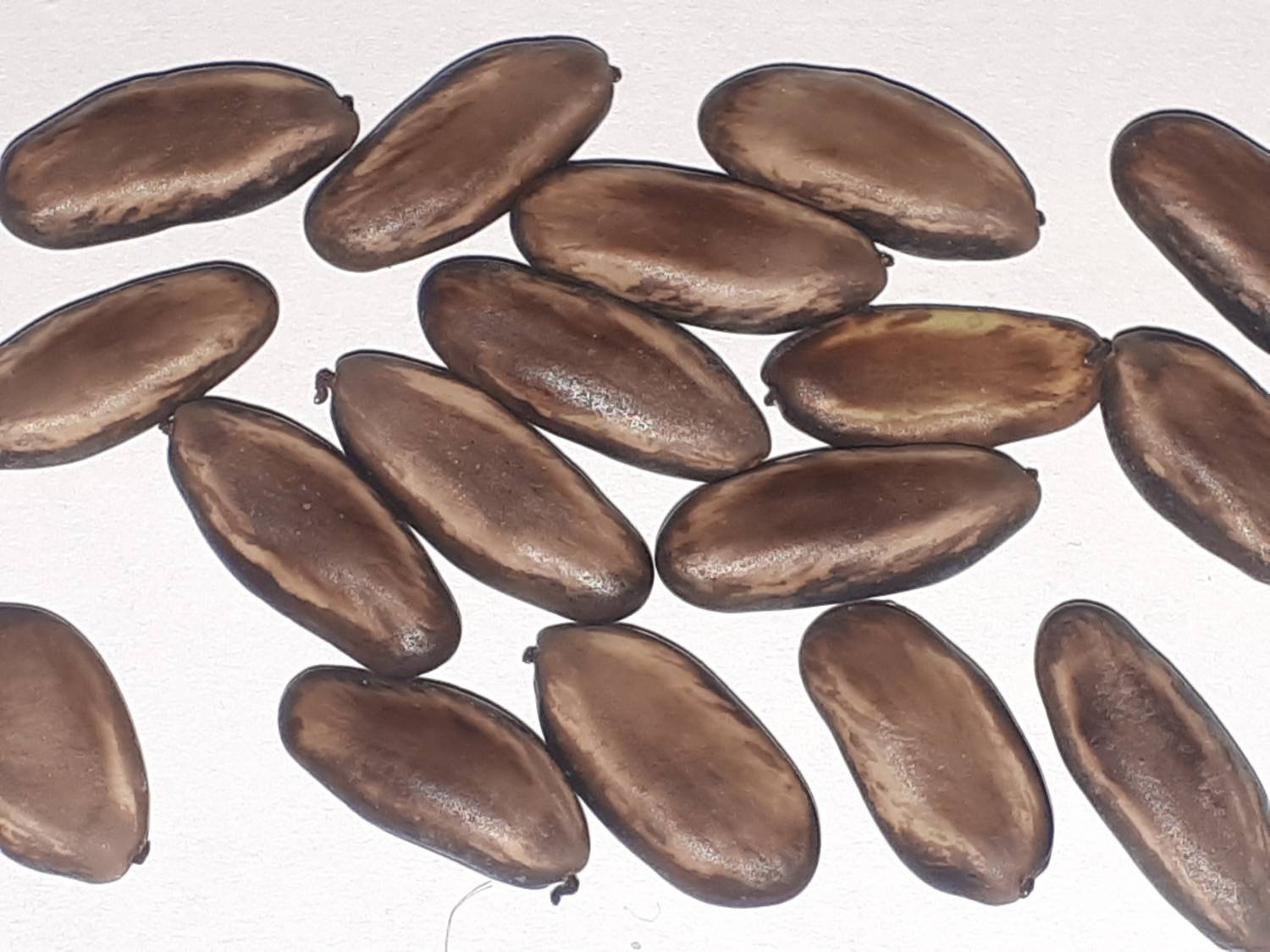 Delonix regia - Royal poinciana