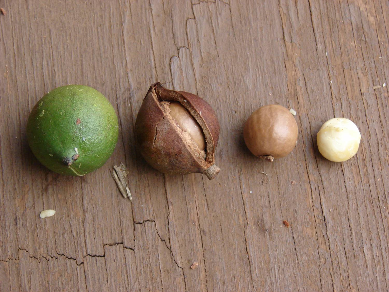 Macadamia integrifolia - Smooth macadamia