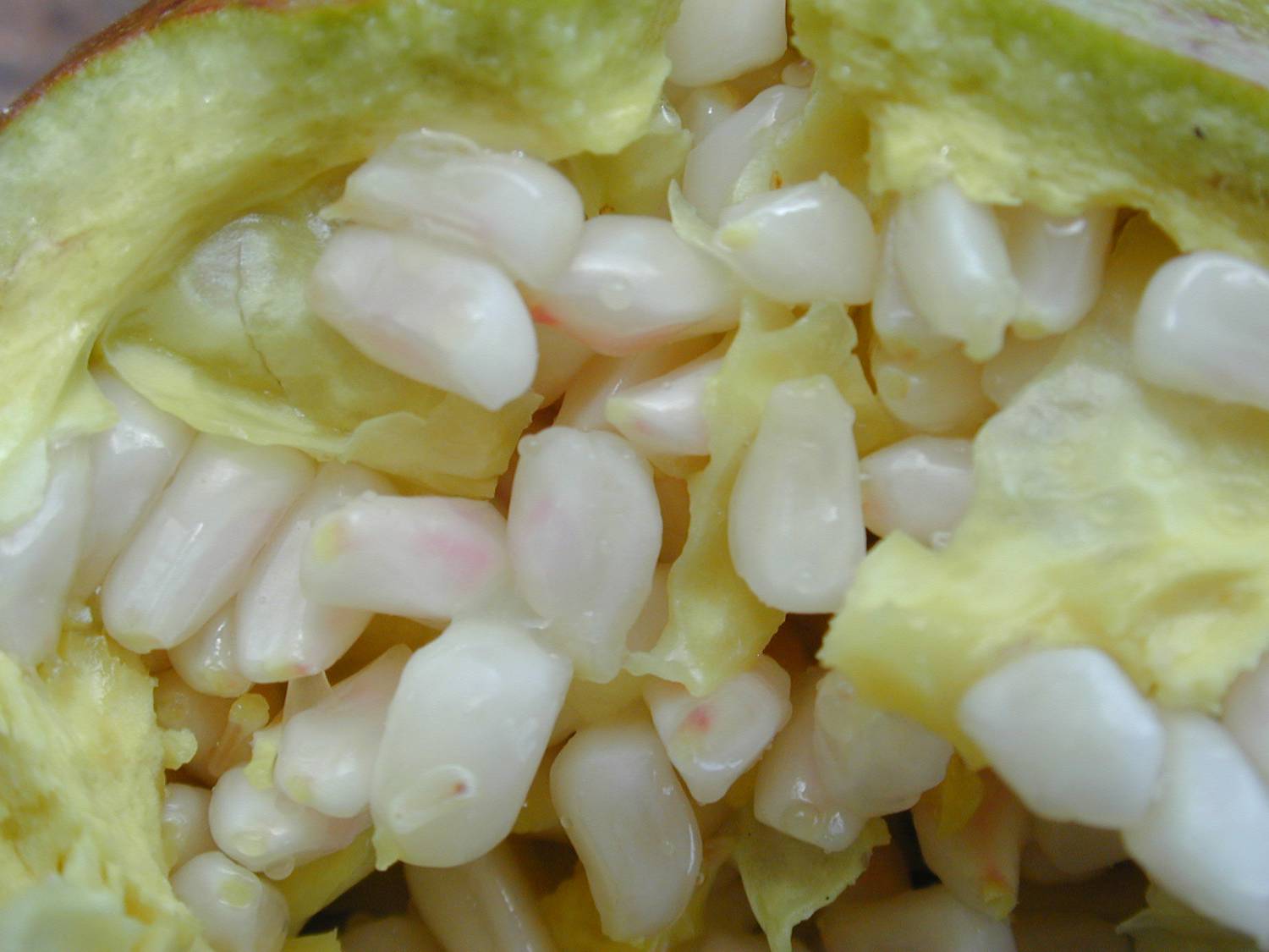 Punica granatum - Pomegranate