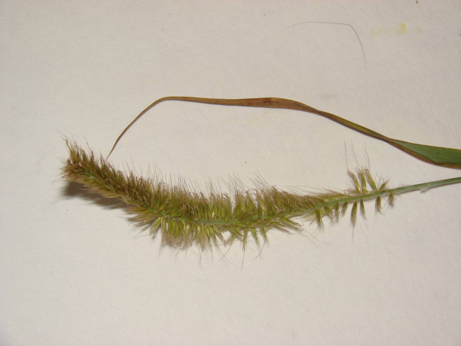 Pennisetum purpureum - Napier grass