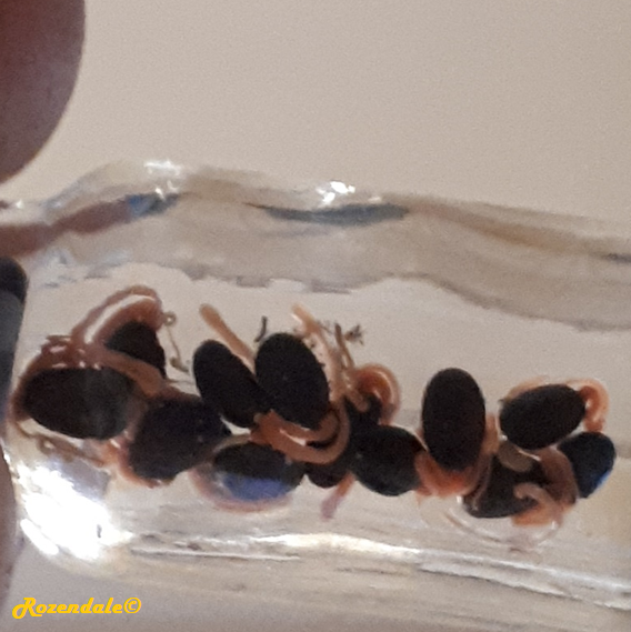 Acacia melanoxylon - Tasmanian blackwood