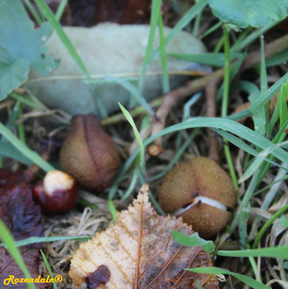Aesculus indica - Indian horse-chestnut