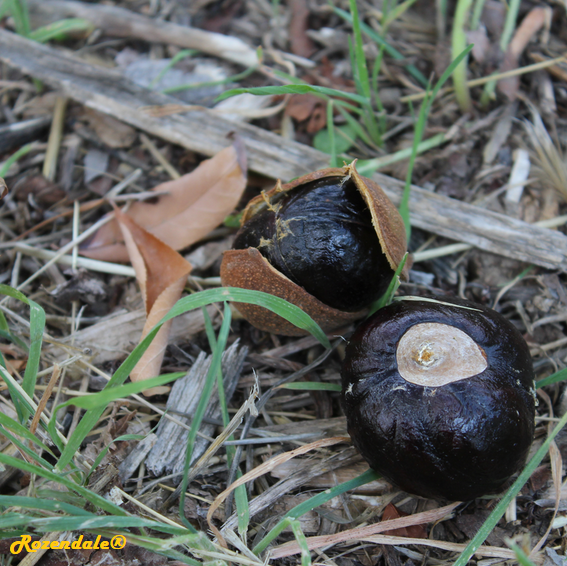 Aesculus indica - Indian horse-chestnut