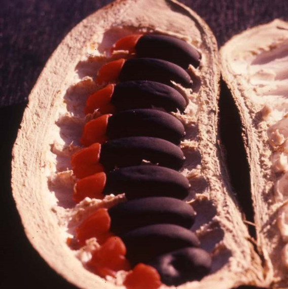 Afzelia quanzensis - Lucky bean tree