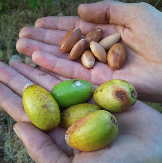 Argania spinosa - Argan