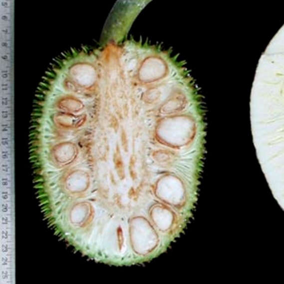 Artocarpus camansi - Breadnut