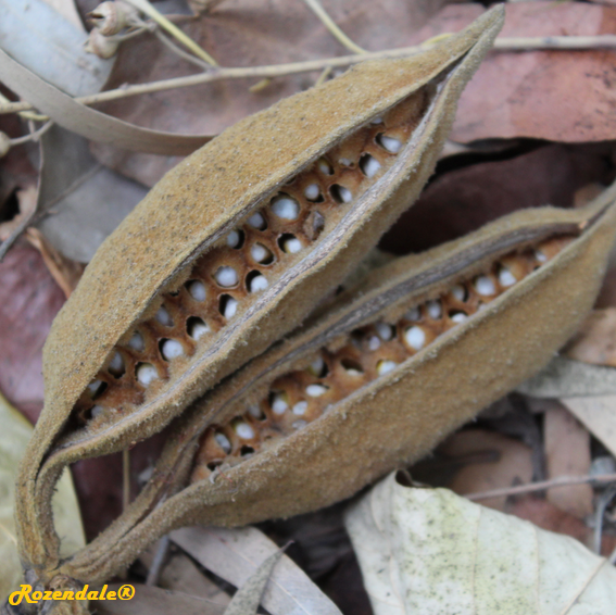 Brachychiton bidwillii - Little kurrajong