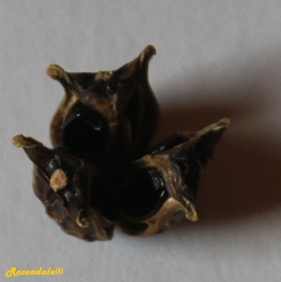 Buxus sempervirens - European box