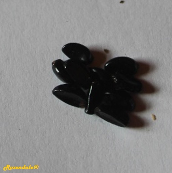 Buxus sempervirens - European box