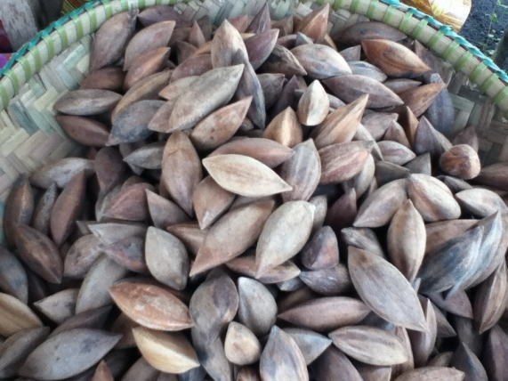 Canarium ovatum - Pili nut tree
