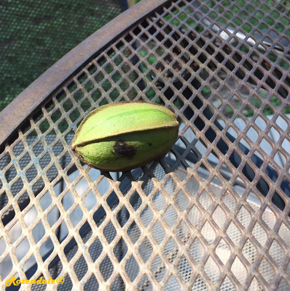 Carya illinoinensis - Pecan