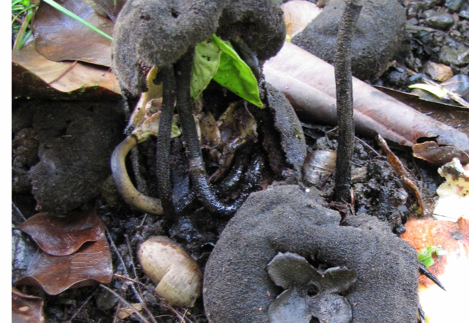 Diospyros blancoi - Mabolo