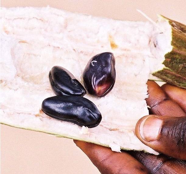 Inga edulis - Ice-cream bean tree