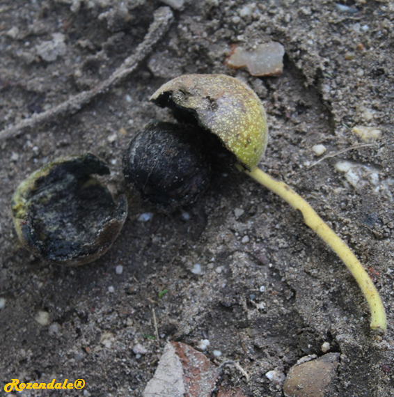 - Unknown species- - - Unknown -