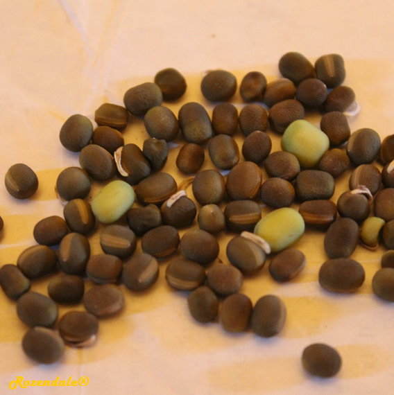 Lathyrus latifolius - Grass pea