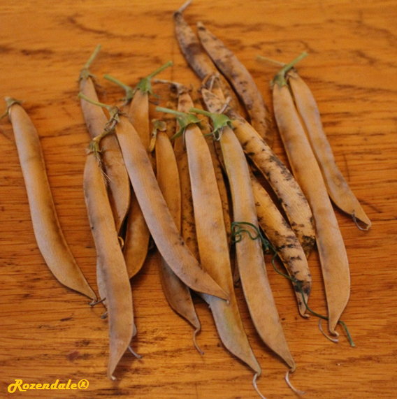 Lathyrus latifolius - Grass pea