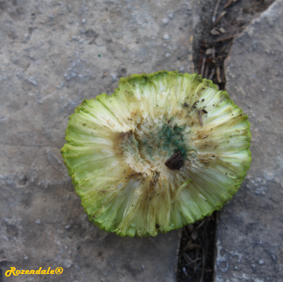 Maclura pomifera - Osage orange