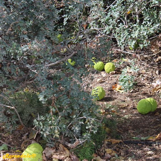 Maclura pomifera - Osage orange