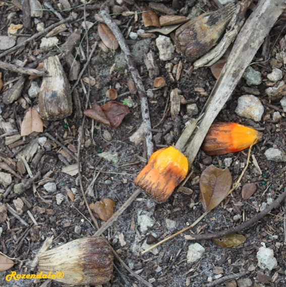 Pandanus utilis - Common screwpine