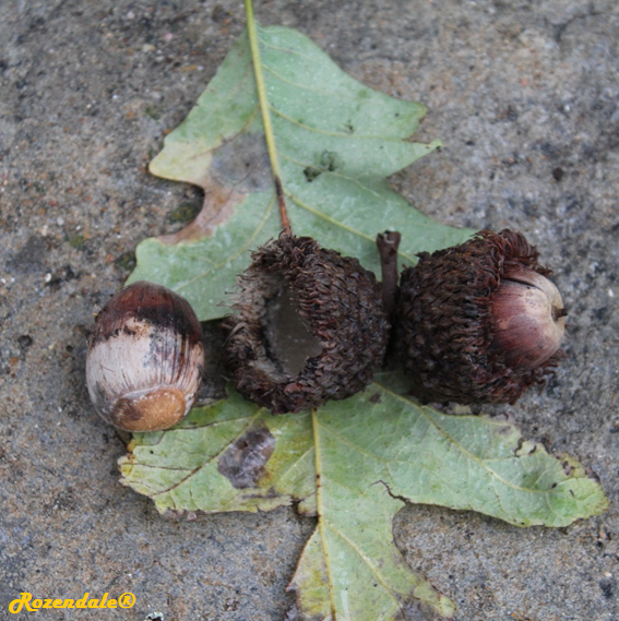 Quercus macrocarpa - Burr oak