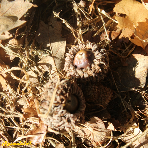 Quercus variabilis - Chinese cork oak