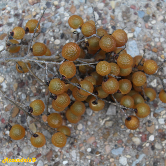 Sapindus detergens - Soapnut tree