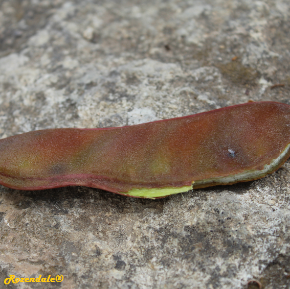 Schotia brachypetala - Weeper boer-bean
